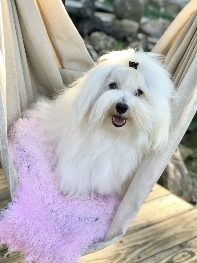 Yeti the Coton de Tulear