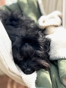 Russian Bolonka puppy