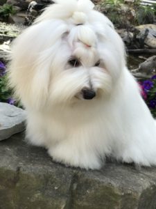 Yeti being coy to the camera