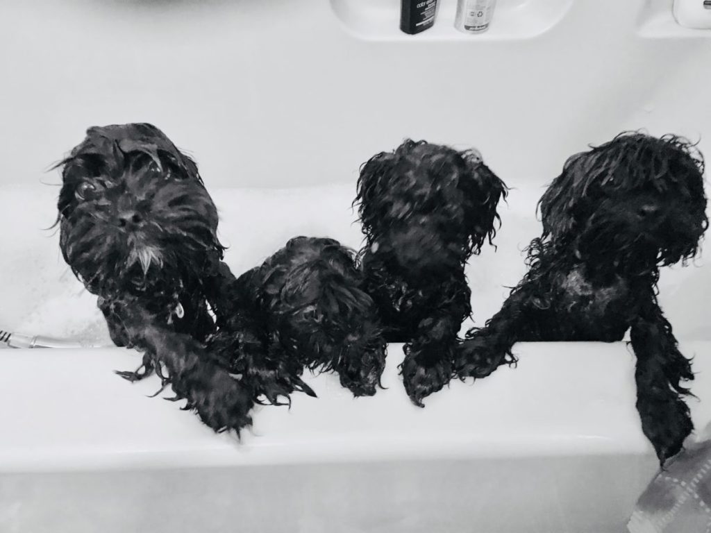 Bolonkas in a bath