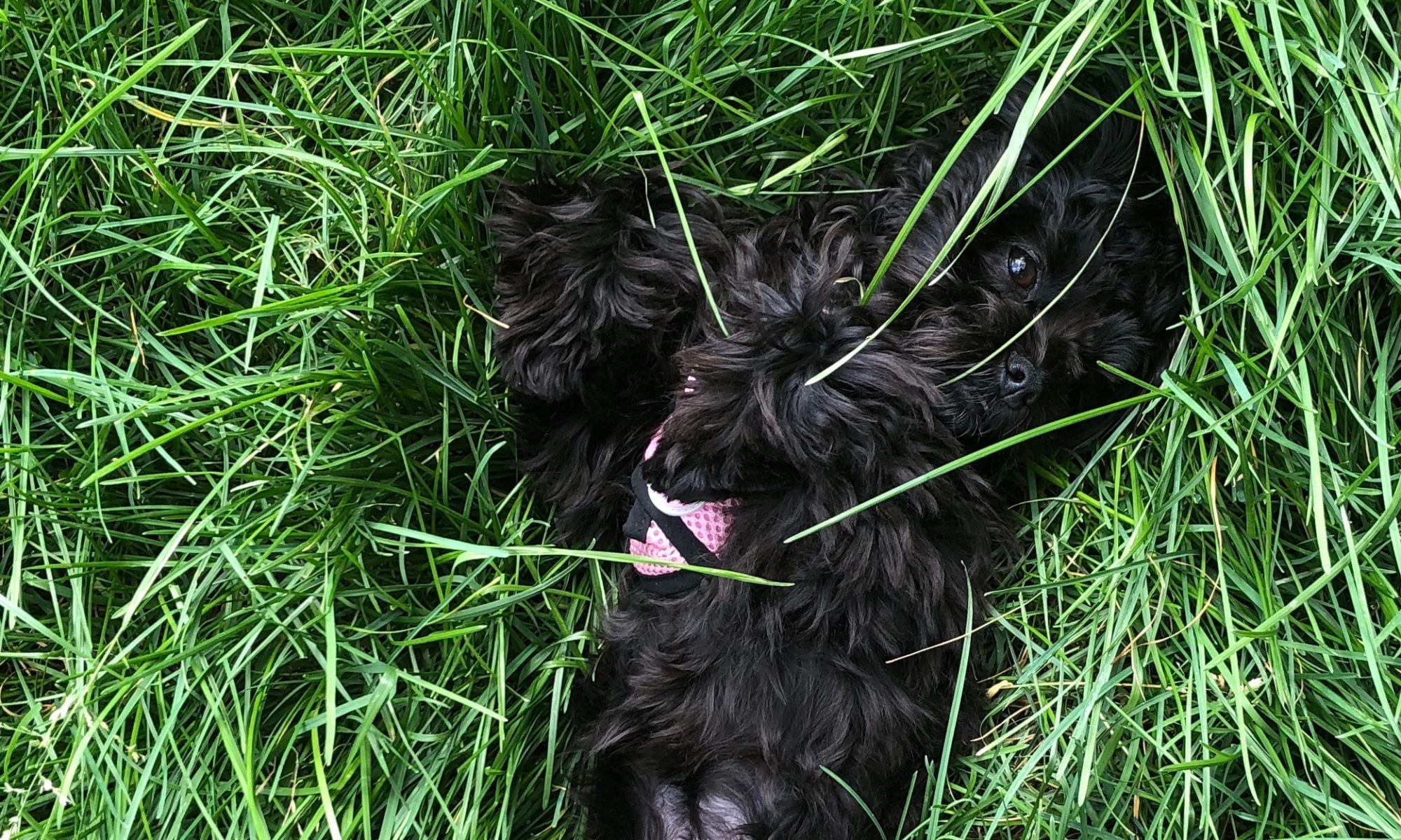 Bolonka puppy rolling around the grass