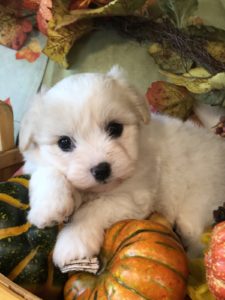 Snow White Coton Puppy